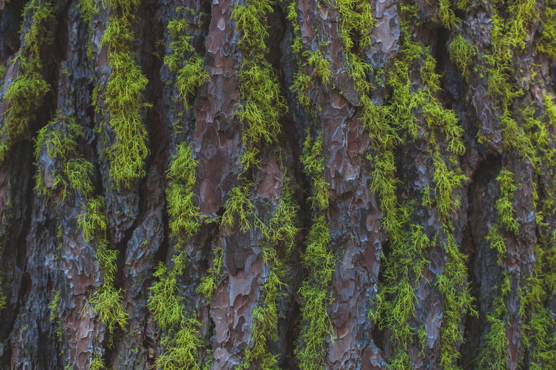 brown, bark, green color, texture, old, plant, day, tree, trunk, tree trunk, surface, growth, tranquil scene, tranquility, nature, rugged, closeup, flora