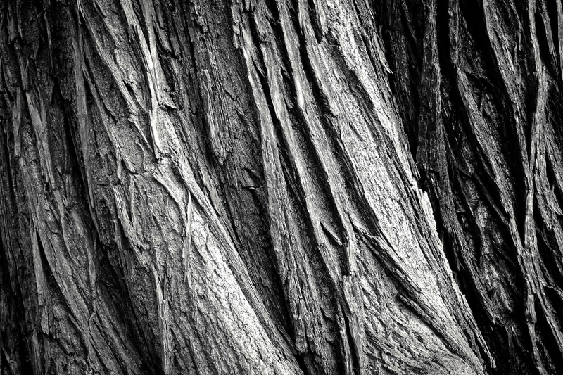 dirty, black and white, hardwood, natural condition, natural pattern, oak, plant, tree, pine, rugged, trunk, full frame, weathered, wood grain, black, background