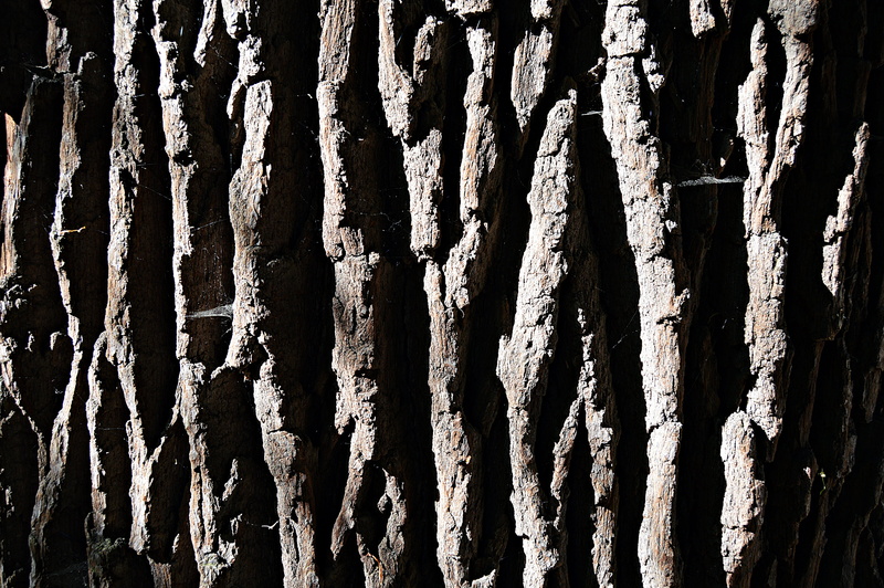 close up, forest, away, close-up, wood - material, wood, bark, in a row, pattern, tribe, tree trunk, texture, rest, tree, day, old, trunk, side by side