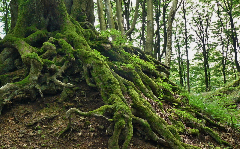 plant, beauty in nature, rainforest, outdoors, old, environment, green, 2K, tree, land, daytime, trunk, log, root, non-urban scene, tree trunk, nature