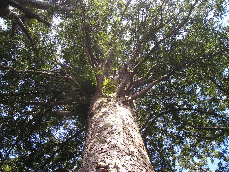 sky, forest, outdoors, land, trunk, riesen, growth, low angle view, 1080P, tree canopy, bamboo - plant, day, branch, kauri, woodland, tranquility, tall - high