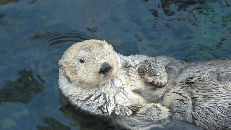 water, swim, day, swam, outdoors, white, underwater, vertebrate, beaver, animal head, fur, nature, animal, mammal, looking at camera, animal body part