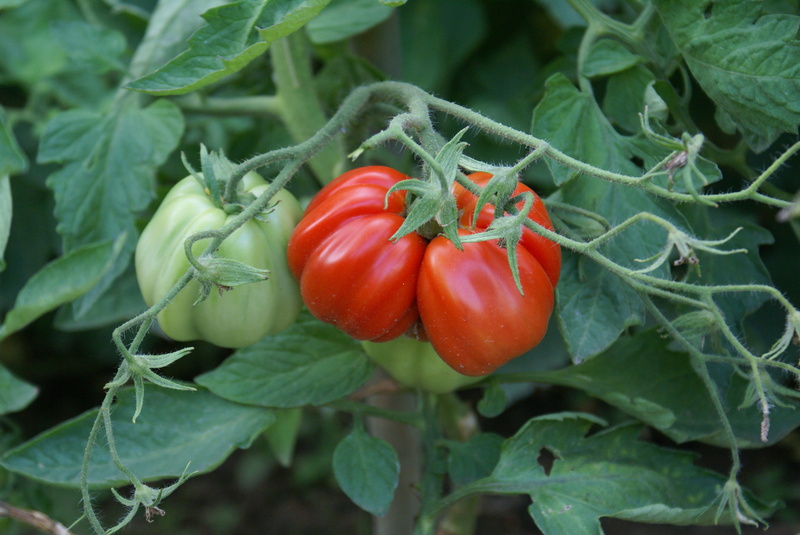 red, plant part, plant, close-up, wellbeing, tomatoes, tomato, agriculture, outdoors, freshness, garden, fruit, food, no people, nature, green color, appetizing