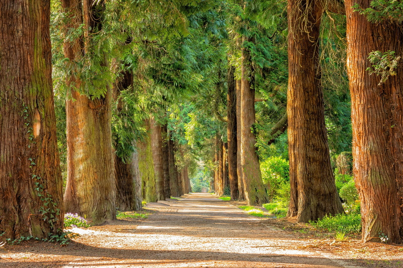 silent, growth, green, oasis, green color, tranquility, direction, nature, outdoors, no people, woodland, tranquil scene, bamboo - plant, road, idyllic