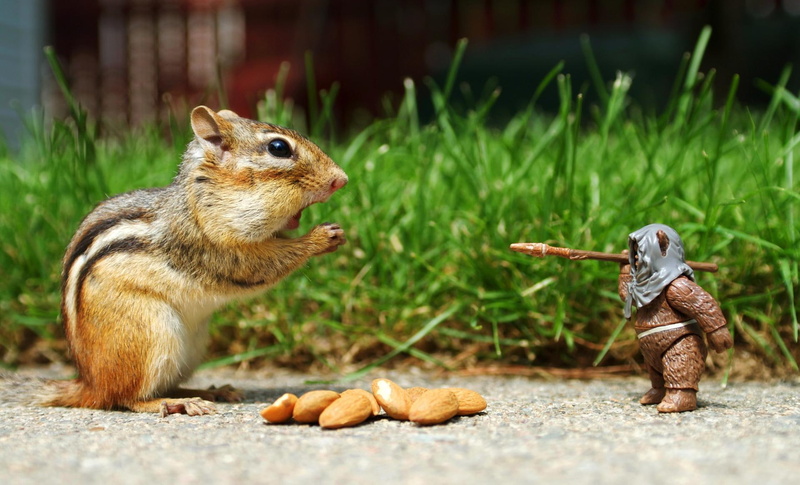 Funny squirrel, funny, brown, squirrel, 1080P, furred, almonds