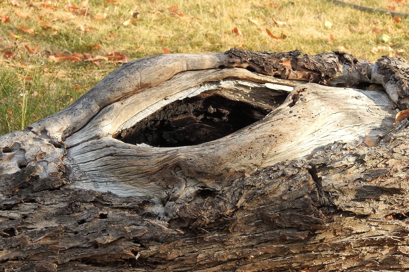 bark, rough, day, outdoors, textured, like, dead plant, tree trunk, forest, knothole, wood, land, 4K, old tree, close-up, old, driftwood, wood - Material