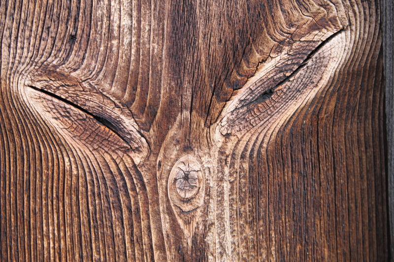 grain, trunk, knotted wood, eye, natural pattern, log, wood, rough, one animal, background, wood grain, outdoors, no people, wooden structure, knothole