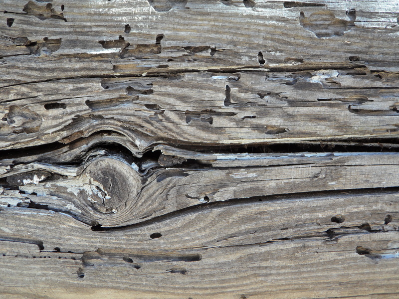 textured, nature, outdoors, wood texture, high angle view, wood grain, feeding, pattern, wood - material, day, knothole, no people, brown, natural pattern