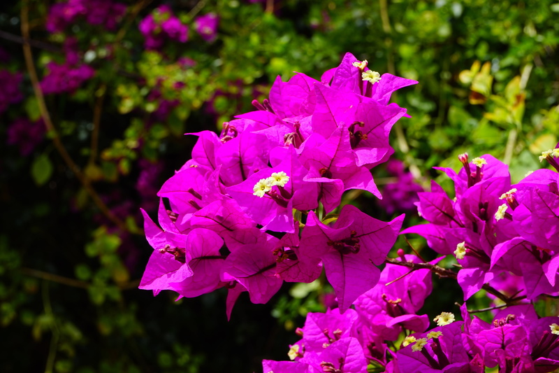 flower head, pink color, growth, flower, flowers, pink, petal, flowering plant, lilac, kahle hook flower, fragility, inflorescence, springtime, vulnerability