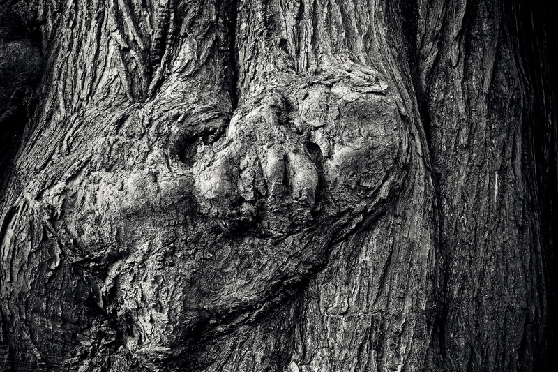 textured effect, forest, wooden structure, plant, old, white, 4K, backgrounds, natural pattern, log, sw, weathering, tribe, knotted wood, nature, tree