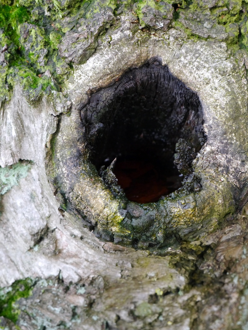 plant, growth, nature, outdoors, rough, trunk, hole, day, selective focus, animal, knothole, wood - material, morsch, full frame, backgrounds, tree, solid