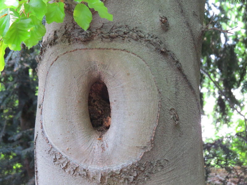 old, trunk, metal, no people, natural tree trunk, branch, close-up, day, 4K, rough, bark, tranquility, outdoors, plant, nature, knothole, tree, textured
