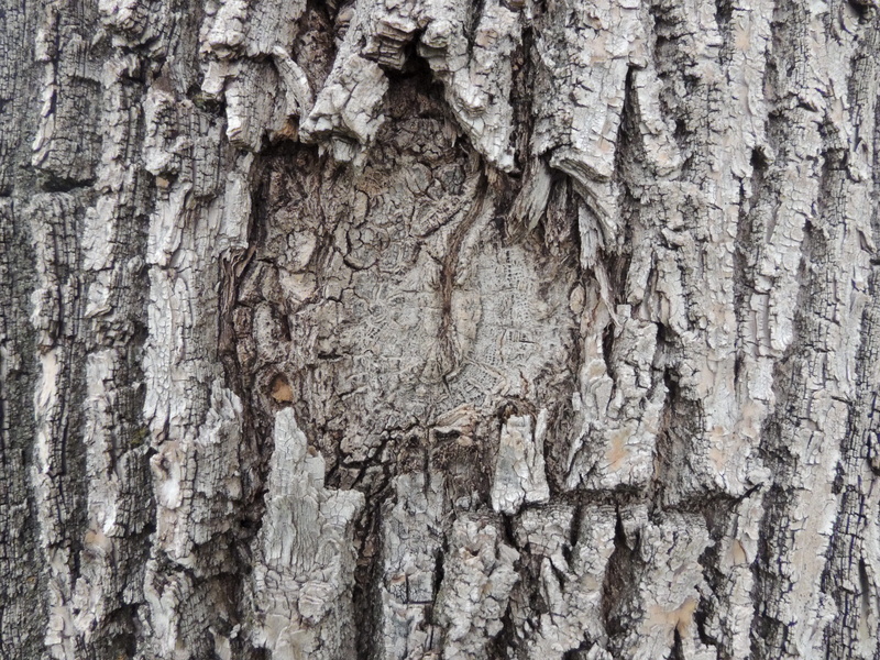 Bark, no people, plant, Texture, 4K, grey, weathered, nature, full frame, natural condition, pattern, wood - material, close-up, day, brown, trunk, backgrounds