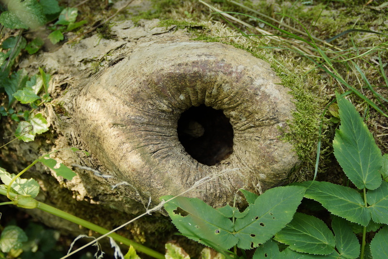 animal, nature, cave, hole, log, forest, tree cave, animal themes, animal wildlife, growth, knothole, one animal, no people, outdoors, high angle view