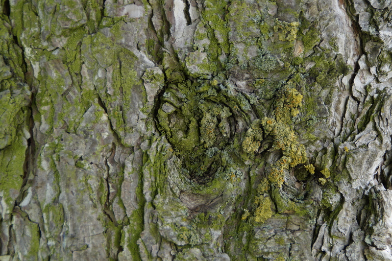 bemoost, plant bark, backgrounds, structure, plant, no people, beauty in nature, growth, full frame, green color, outdoors, green, day, gnarled, tribe