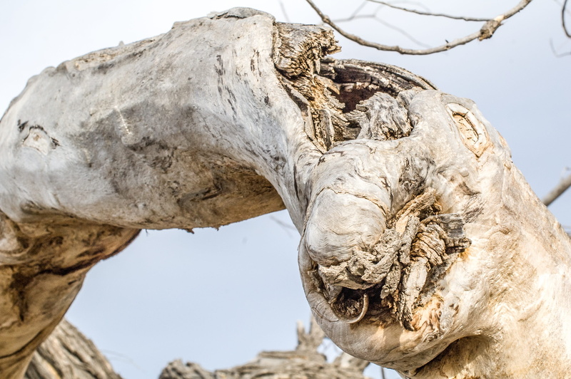human representation, sky, animal wildlife, sculpture, trunk, grungy, no people, clear sky, knothole, aged, tree trunk, cottonwood tree, natural, stump