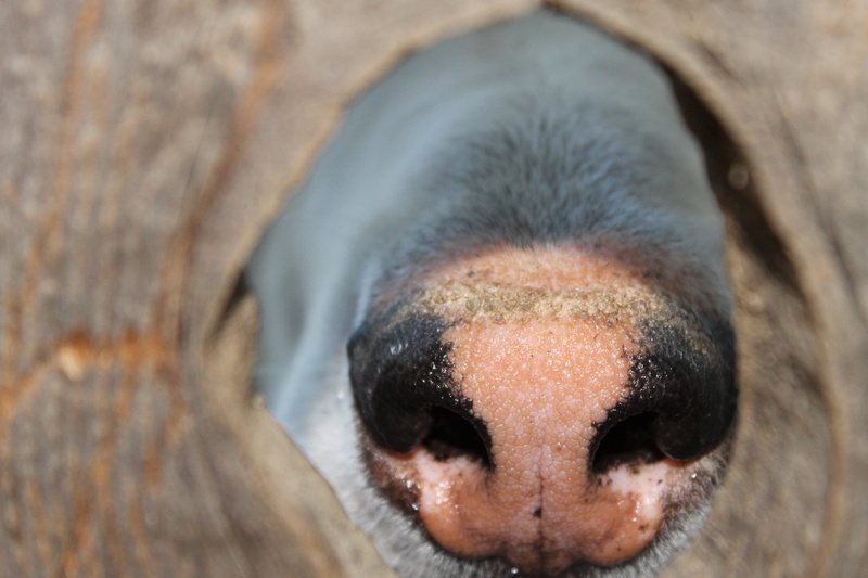 animal themes, Canine, pooch, looking at camera, Knot, outdoors, body part, Animal, animal head, knothole, funny, vertebrate, animal nose, animal body part