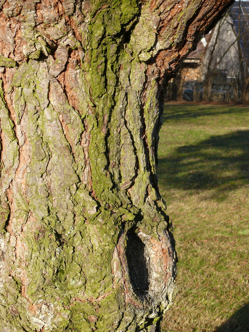 Bark, tree trunk, Structure, growth, tranquility, plant bark, day, grass, Tree, 2K, textured, green color, focus on foreground, outdoors, no people, Knothole