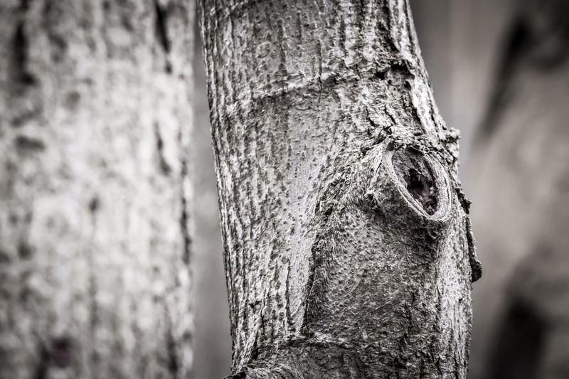 nature, animal eye, hole, tree, animal head, wood, day, focus on foreground, textured, trunk, bark, close-up, tribe, knothole, no people, animal themes