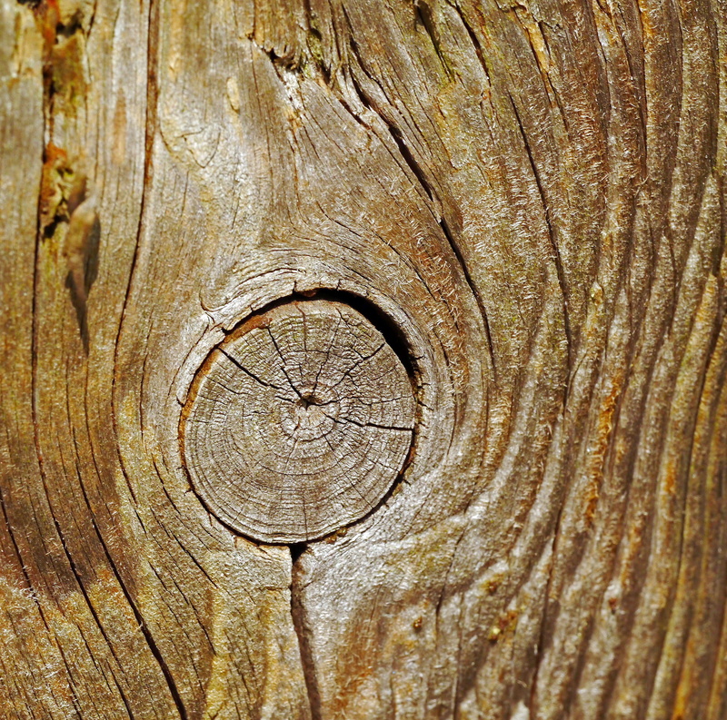 rough, pasture fence, wood pile, concentric, outdoors, cracked, grain, nature, wood grain, 2K, close-up, wood, knothole, textured, plant, bark, woods