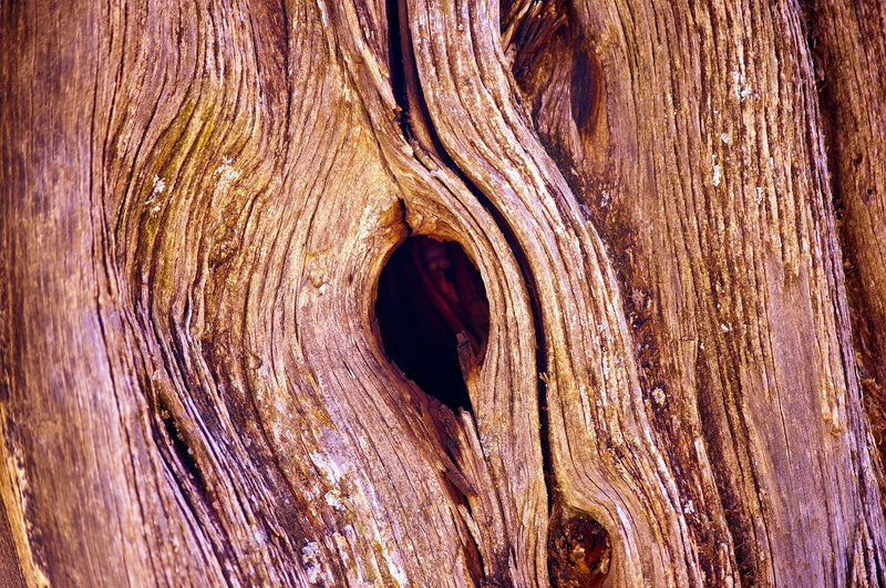 backgrounds, hole, knotted wood, outdoors, natural pattern, bark, knothole, brown, tree, gnarled, textured, close-up, national, 2K, natural condition