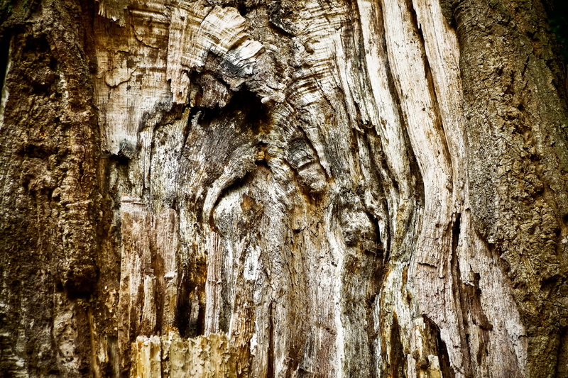 wooden structure, grain, old wood, tree, shades of brown, texture, plant, rough, weathered, tribe, weathering, close-up, material, wood grain, wood, plant bark