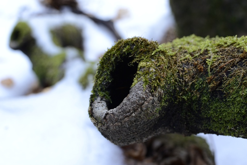 close-up, 4K, focus on foreground, knothole, textured, green color, selective focus, beauty in nature, nature, growth, covering, plant, lichen, outdoors