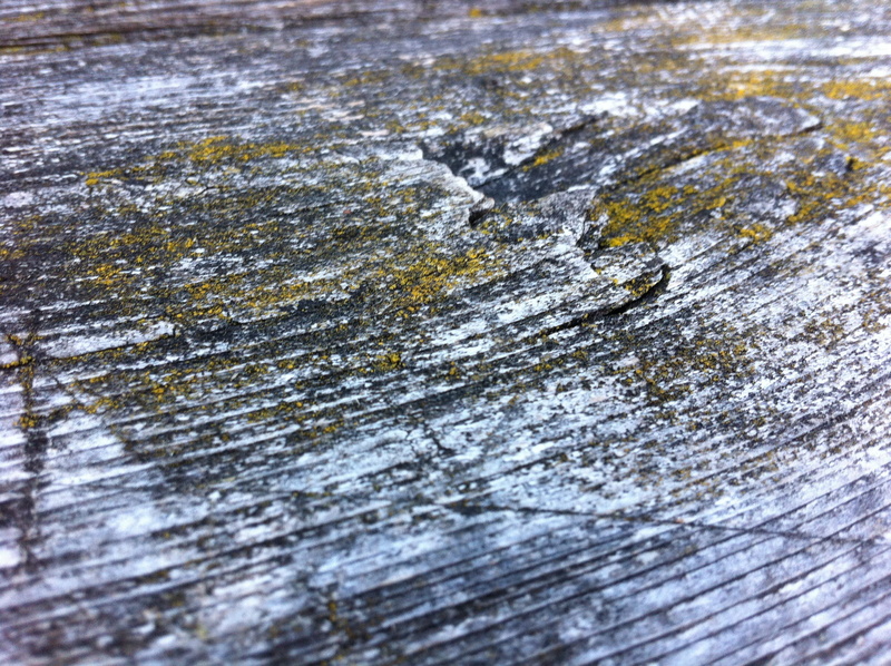 selective focus, wood surface, trunk, tree, lichen, weathered, backgrounds, textured, pattern, close-up, high angle view, background, bark, moss, 2K, no people