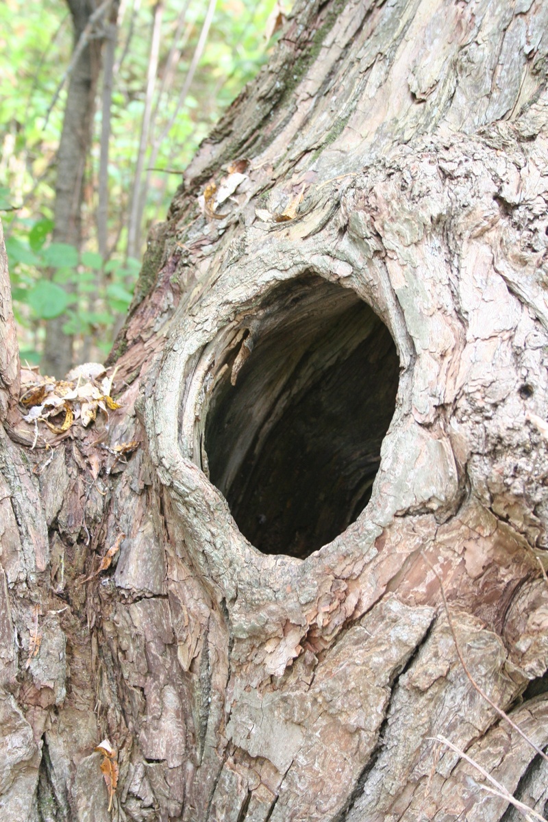 pattern, tree, plant bark, woodland, nest, day, no people, trunk, knothole, growth, textured, outdoors, wood - material, branch, close-up, plant, wood