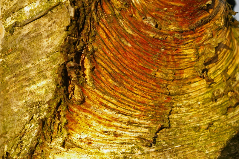 rough, knothole, day, background, bark, plant, plant bark, brown, no people, wood grain, tree ring, trunk, tree trunk, birch, tree, natural pattern, close