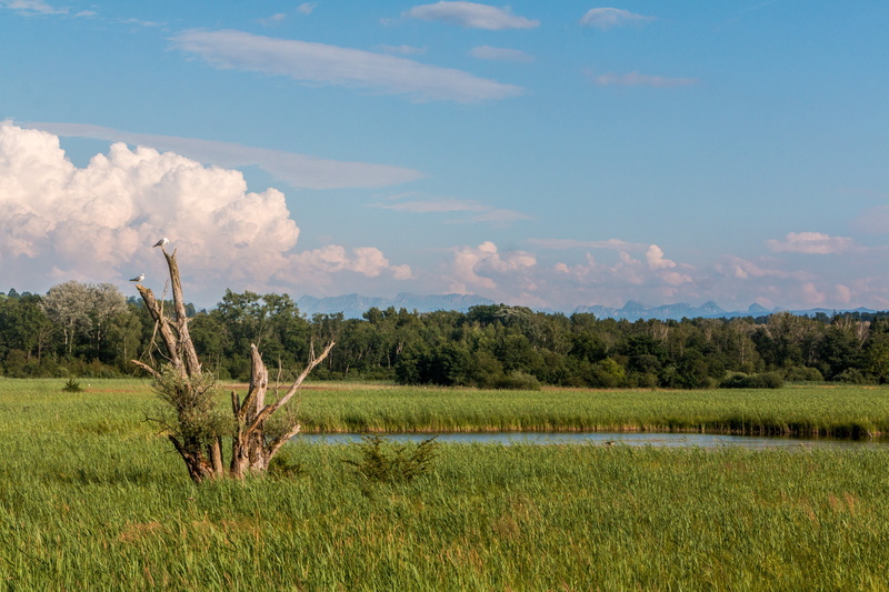 mood, land, water bird, evening light, tranquility, non-urban scene, feather, reed, pond, grass, fanel, tree, dead tree, nature reserve, clouds, sky, green color