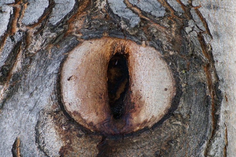 pattern, macro, plant, Eye, brown, 4K, no people, plant bark, wood - material, Knothole, outdoor, day, Landscape, forest, bark, hole, outdoors, natural pattern