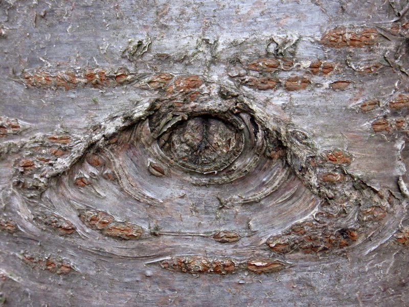 carving, tree bark, metal, plant, day, full frame, outdoors, tree trunk, old, textured effect, eye, tree, no people, cherry tree, knothole, 4K, close up
