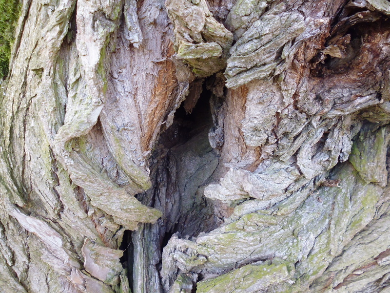 beauty in nature, rock formation, rock - object, Tree, day, close-up, Knothole, eroded, rock, plant, tree trunk, full frame, Hole, Wood, Nature, bark, natural pattern