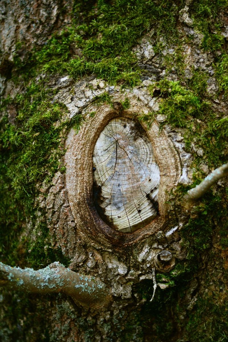 plant, wood, nature, old tree, brown, shape, trunk, day, forest, wood - material, growth, tree trunk, tribe, knothole, weathered baum, log, weathered, 5K