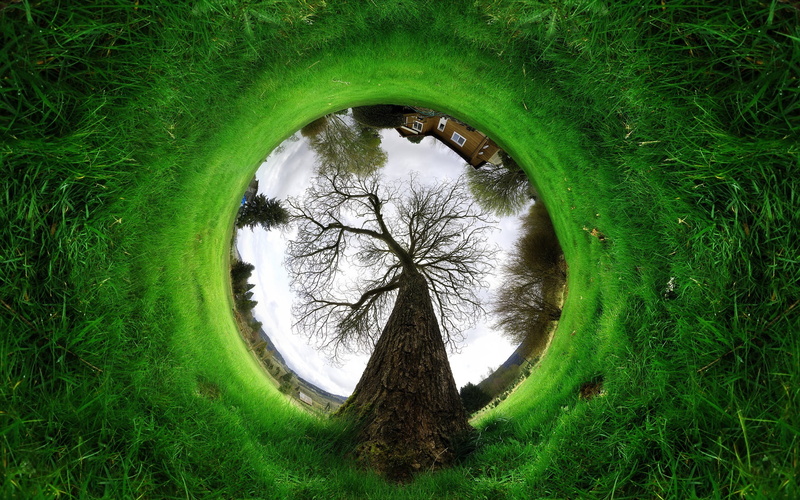 outdoors, green color, growth, day, s, bare, grass, worm, 2K, digital composite, field, circle, reflection, tree, tree trunk, no people, photography, view