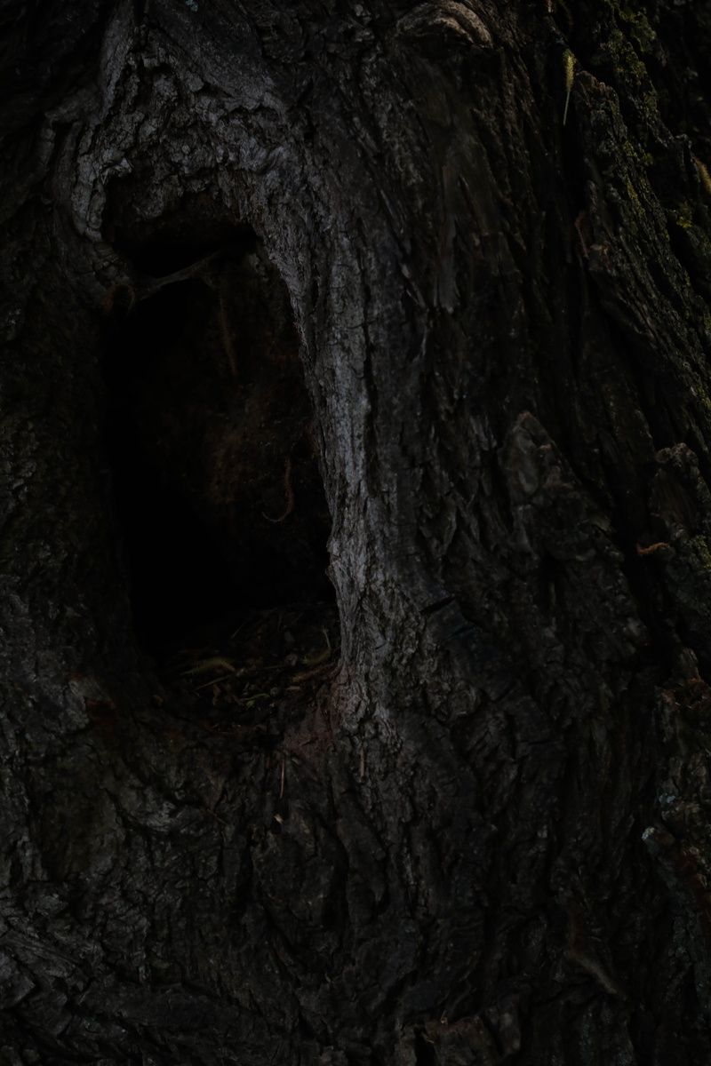 hole, bark, day, growth, nature, textured effect, plant bark, tree trunk, natural pattern, outdoors, full frame, dark, plant, textured, trunk, 5K, no people