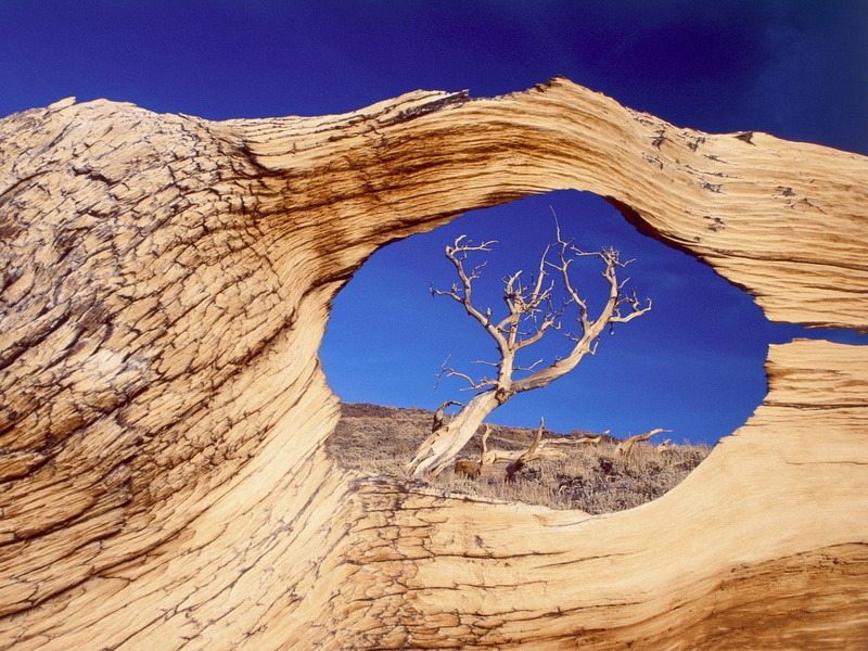 dry, no People, arid Climate, land, desert, scenics - nature, uSA, nature, aperture, withered, tree, tree Trunk, southwest USA, dead Plant, sky, hole, scenics