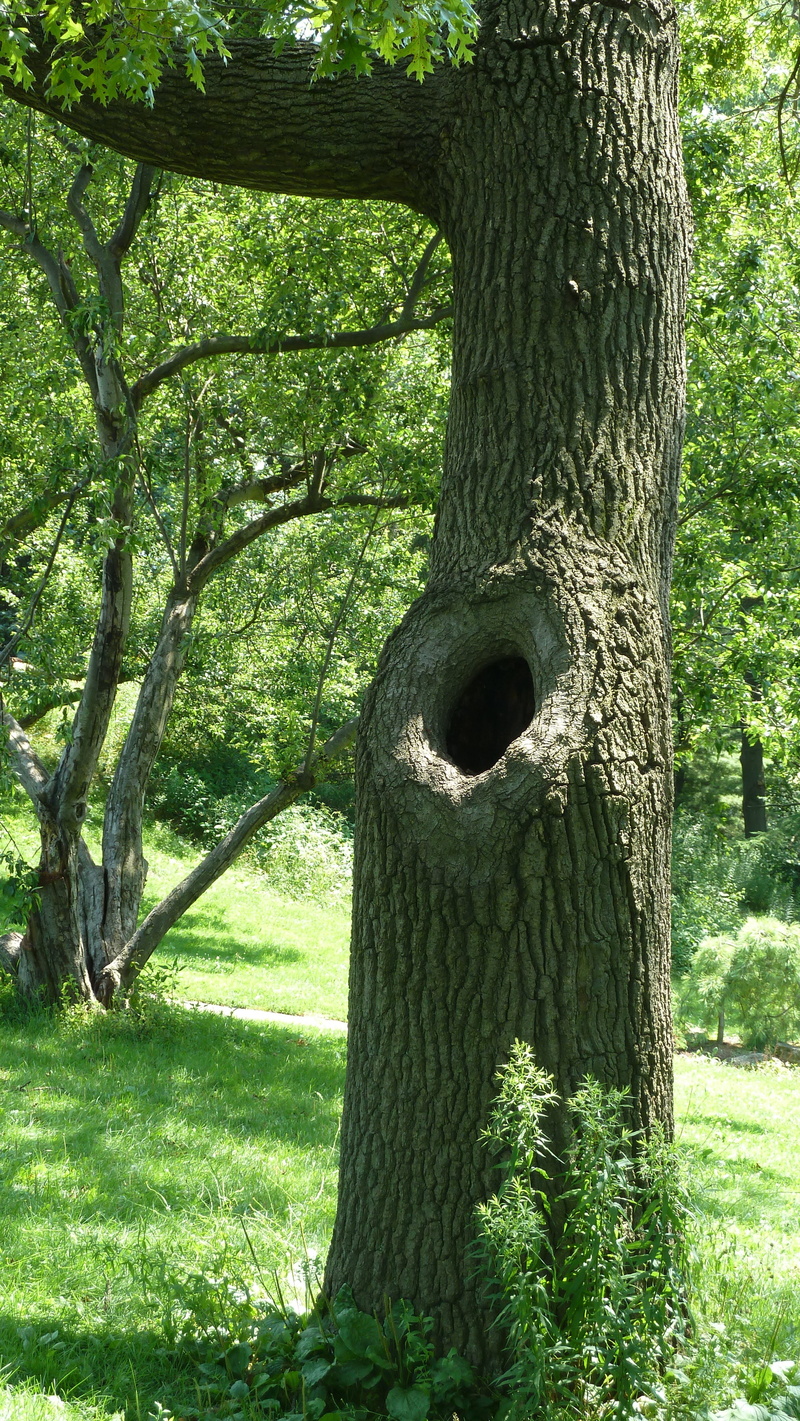 no people, branch, land, grass, texture, tranquility, forest, beauty in nature, park - man made space, scene, trunk hole, plant, tree trunk, growth, sunlight
