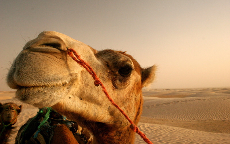 2K, camels, nature