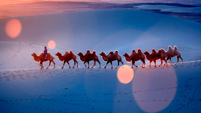 desert, sky, pack animal, camel team, dune, camel, camels, sunlight, landscape, 4K