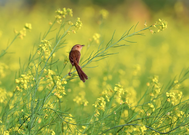 field, photography, animals in the wild, no people, petal, perching, plant, vertebrate, springtime, brown, flowering plant, animal wildlife, flower, beauty in nature
