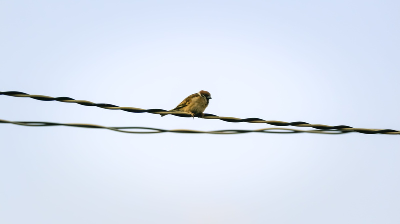 one animal, connection, beans, animal, cable, vertebrate, animals in the wild, animal themes, wire, sparrow, small, bird, rope, sharing, perching, sank