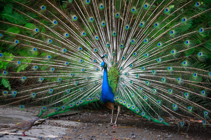 bird, beauty in nature, background, one animal, color, spreading, animal, animal wildlife, sank, animal hoangdã, peacock feather, no people, nature, full color