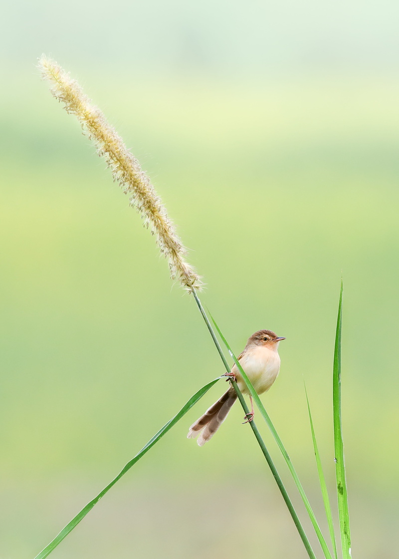 brown, plant stem, focus on foreground, beauty in nature, animal, no people, plant, grass, animal themes, yellow, white, green color, 5K, copy space, insect