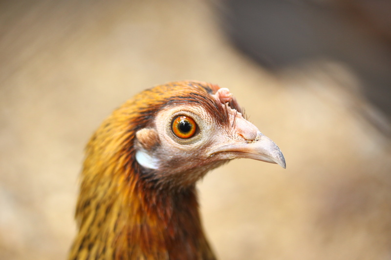 4K, day, animal themes, looking, side view, bird, animal eye, poultry, beak, animal head, animal wildlife, animal body part, chicken, vertebrate, looking away