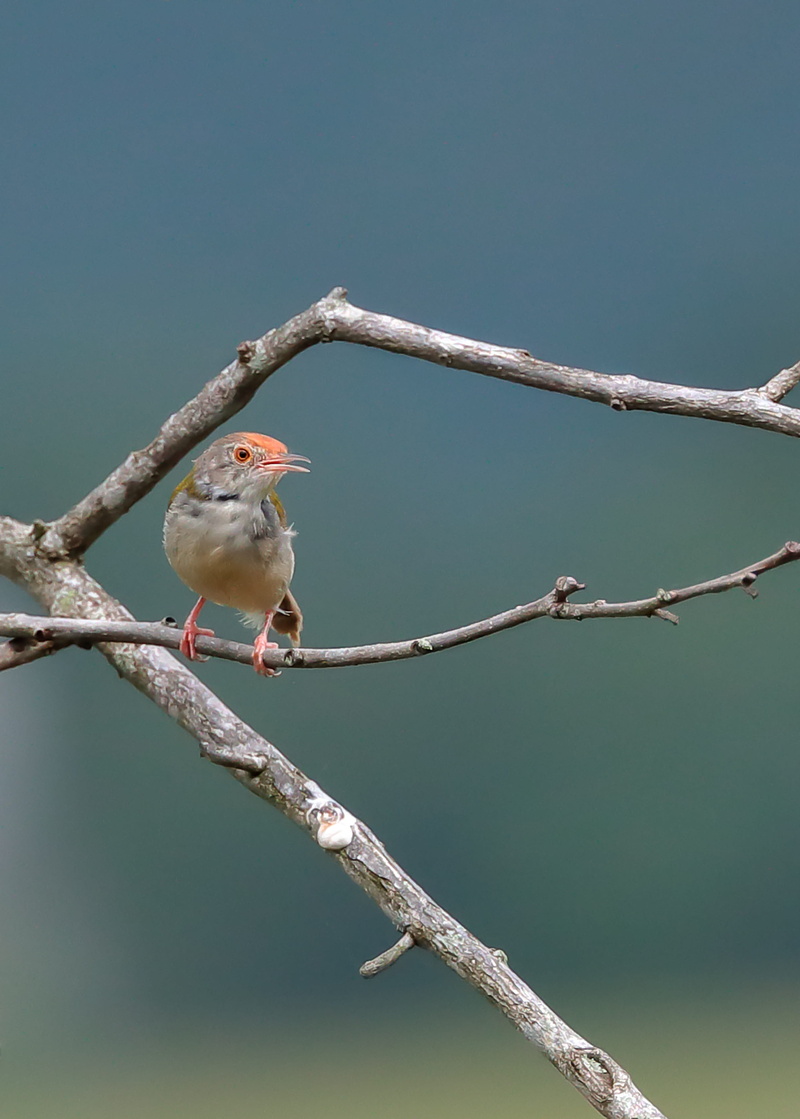 focus on foreground, plant, perching, branch, one animal, songbird, twig, animals in the wild, outdoors, 4K, animal, animal wildlife, wildlife, vietnam
