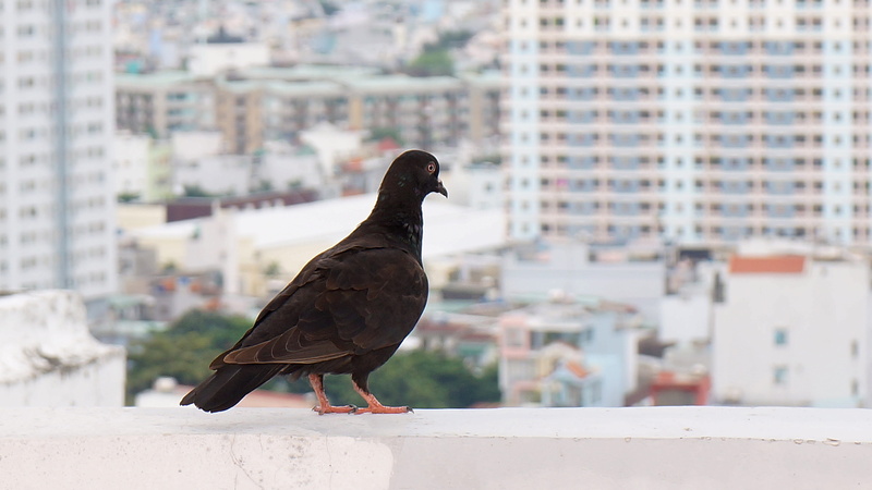 building exterior, dove, outdoors, animals in the wild, day, sank, bird, perching, city, cityscape, animal wildlife, vertebrate, architecture, built structure