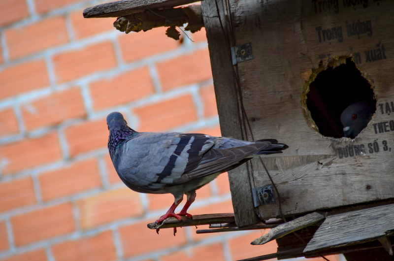 wall, day, family, vertebrate, focus on foreground, no people, brick wall, one animal, animal themes, sank, love, dove, wall - building feature, outdoors