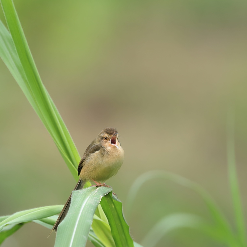 focus on foreground, perching, plant part, green, no people, birdsong, wild, 5K, animal themes, beauty in nature, animal, close-up, animal wildlife, sank